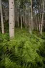 USA-Colorado-Gunnison National Forest Aspen trees and western bracken ferns in forest Art Print